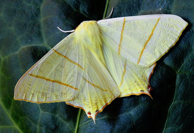 die-10-nicht-heimischen-gefahrlichen-tierarten-in-deutschland