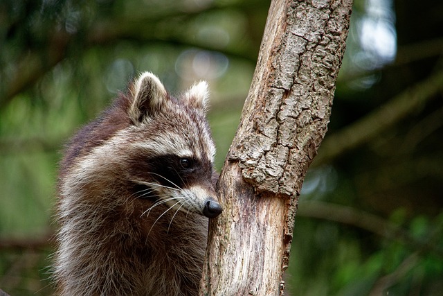 die-10-nicht-heimischen-gefahrlichen-tierarten-in-deutschland