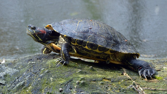 die-10-nicht-heimischen-gefahrlichen-tierarten-in-deutschland