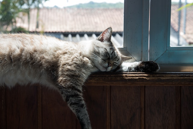 10-tipps-um-zu-vermeiden-dass-ihre-katze-verloren-geht