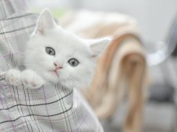 10-consigli-per-evitare-che-il-tuo-gatto-si-perda